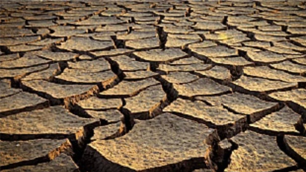 The Survivalist Path - Zhivchik